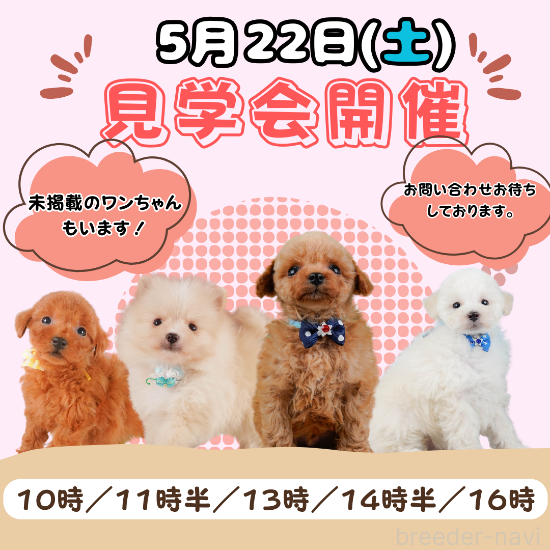 会澤勇気ブリーダー
